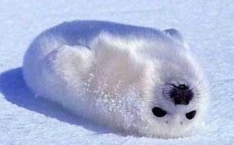 seal